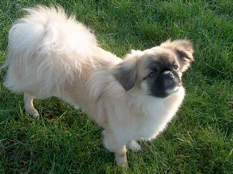 Tibetansk spaniel Khyi-mo’s Cilpa Sa-Wa - Dejlige Cille... billede 2