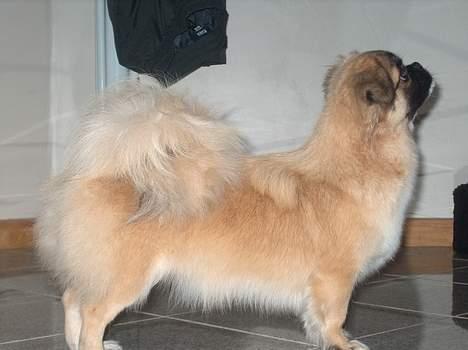 Tibetansk spaniel Khyi-mo’s Cilpa Sa-Wa - 9 mdr. gammel billede 3
