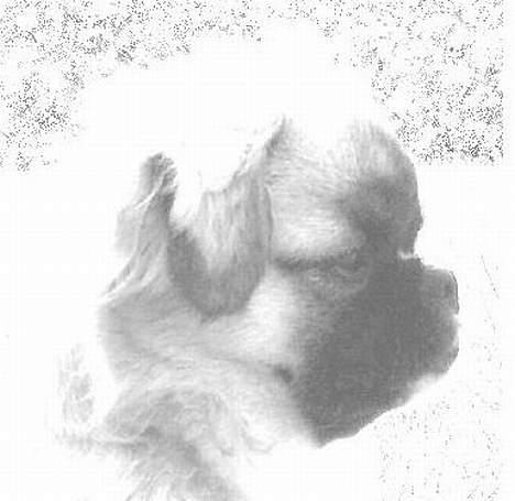 Tibetansk spaniel Khyi-mo’s Cilpa Sa-Wa billede 4