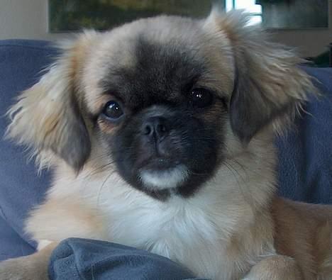 Tibetansk spaniel Khyi-mo’s Cilpa Sa-Wa billede 5