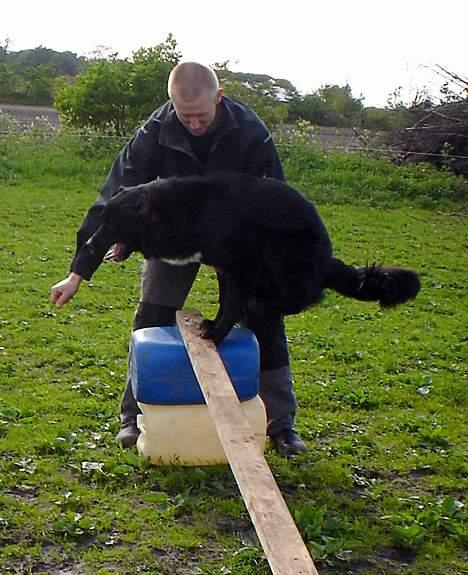 Blanding af racer Bella billede 11