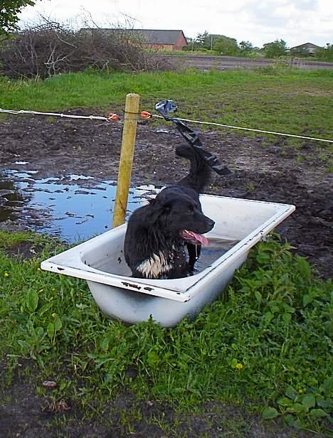 Blanding af racer Bella billede 12