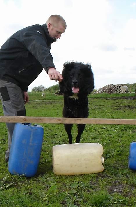 Blanding af racer Bella billede 13