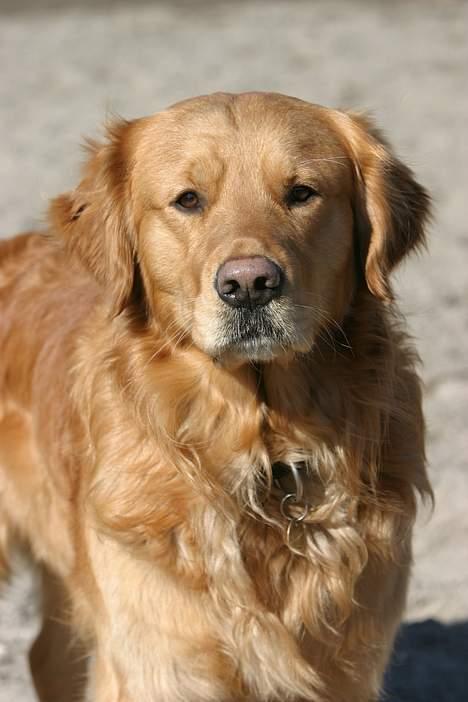 Golden retriever Tjalfe billede 11