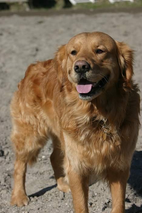 Golden retriever Tjalfe billede 12