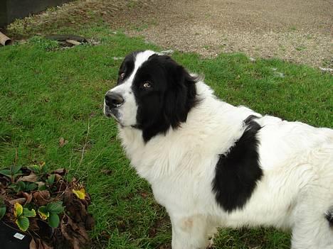 Landseer Zindy - Hej, jeg hedder Zindy, og er en Landseer. billede 1