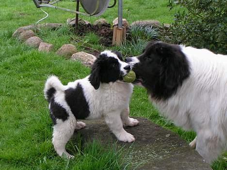 Landseer Zindy - Zindy 10 uger og Kiko billede 2