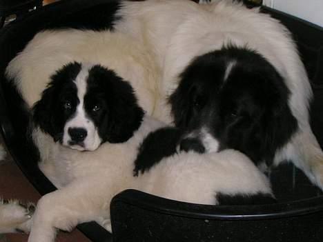 Landseer Zindy - Zindy og Tascha billede 3