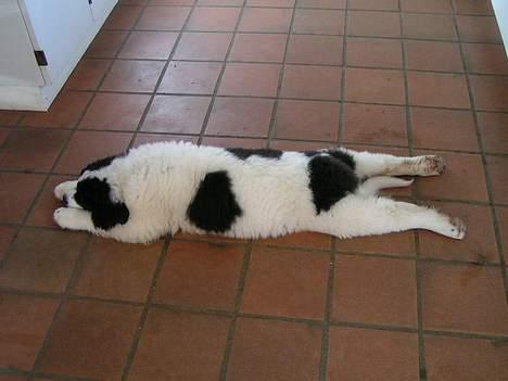 Landseer Zindy - Nej, hvor er jeg træt. billede 4