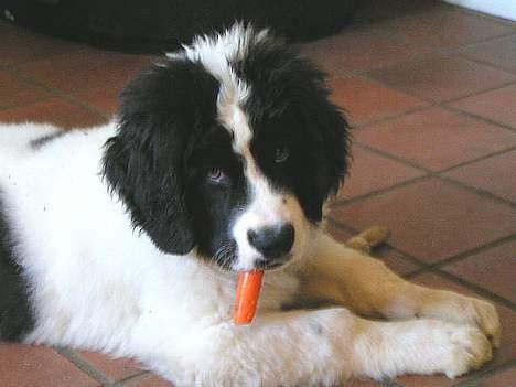 Landseer Zindy - Zindy 12 uger med en gulerod. billede 5