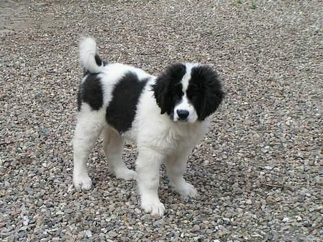 Landseer Zindy - Hvor blev de andre af? billede 6