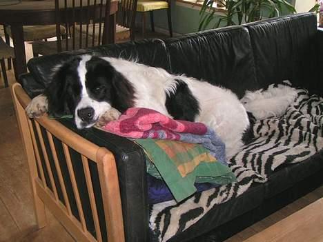 Landseer Zindy - Zindy 8 mdr. elsker puder i sofaen. billede 7