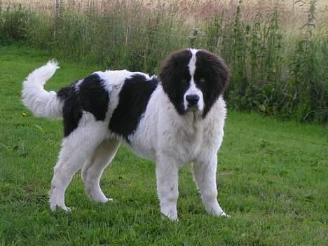 Landseer Zindy - Zindy 5 mdr. billede 8