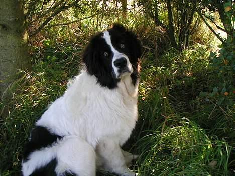 Landseer Zindy - Sidder jeg fint nu? billede 9