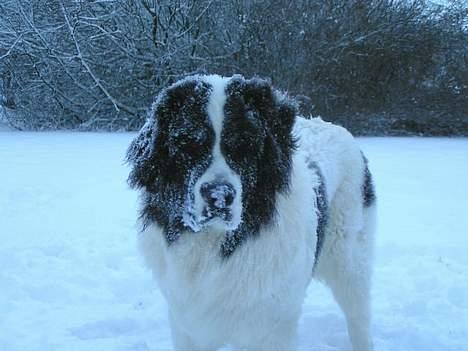 Landseer Zindy - Zindy elsker sne. billede 10