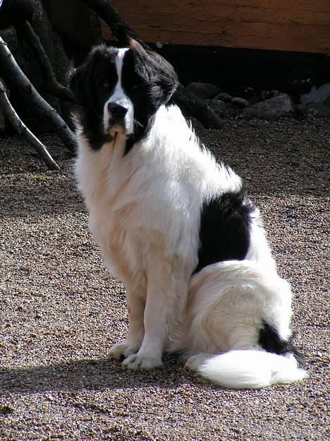 Landseer Zindy - Zindy 14 mdr. billede 11