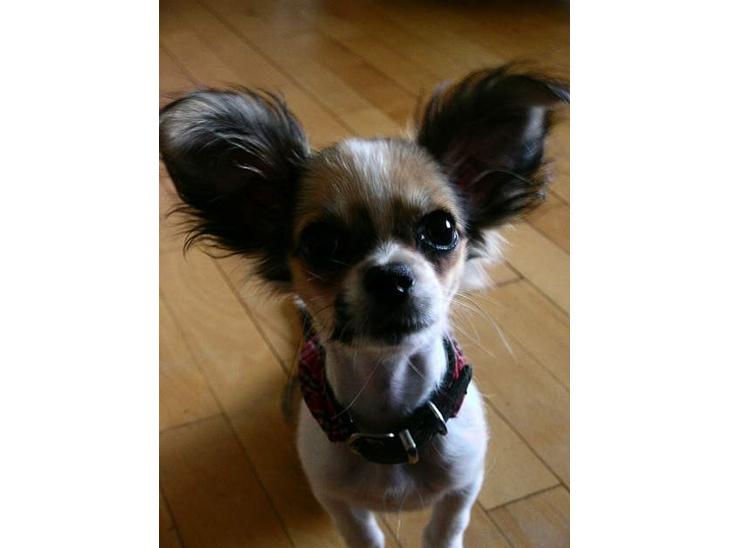 {{currentPhoto.altText}} billede {{currentPhoto.number}}