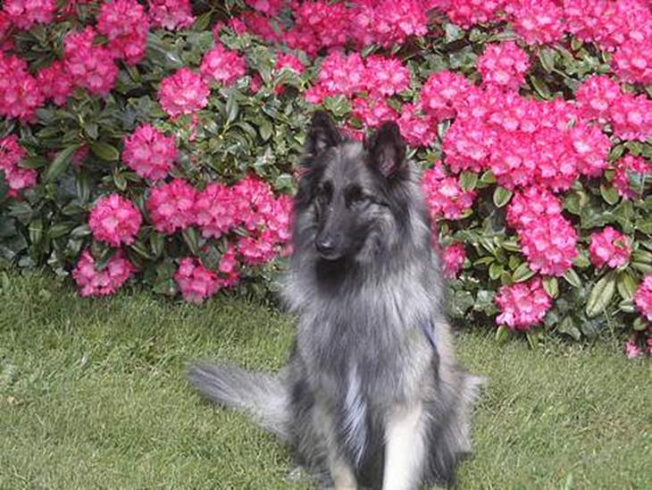 Tervueren Gabriella  billede 1