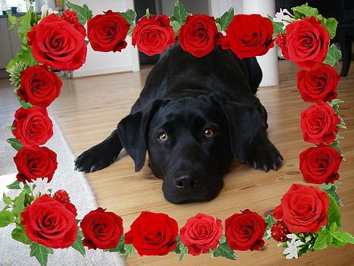 Labrador retriever Formel 1 *Fie <3* - Miin Smukke Fie <´3 billede 1