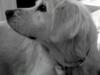 Blanding af racer Misty *R.I.P* <3 [ Himmelhund]
