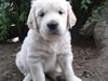 Golden retriever Milton
