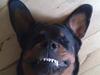 Rottweiler Milo