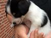 Dansk svensk gaardhund Elsa