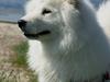 Samojedhund White Samara's Cool Chessie