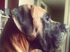 Grand danois Baby R.I.P* † [ Himmelhund]
