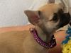 Chihuahua Coco