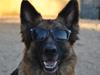 Schæferhund Zindy