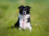 Border collie Maddie (RIP)