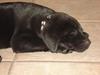 Labrador retriever Ricko
