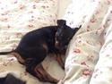 Dvaergpinscher Ivan