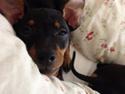 Dvaergpinscher Alvin