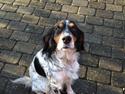 Engelsk setter Kaya