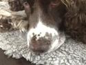 Engelsk springer spaniel Jonson