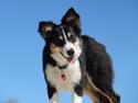 Border collie Skjernå Bordercollie Louis