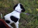 Engelsk setter Miss Rihanna