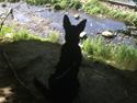 Schæferhund Aslan