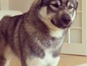 Siberian husky Wolf