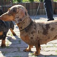 Gravhund Teckels Rusia