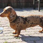 Gravhund Teckels Rusia