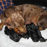 Gravhund Teckels Rusia