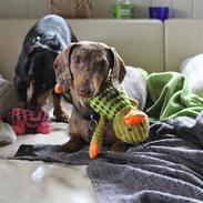 Gravhund Teckels Rusia