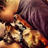 Gravhund Ritalina  fra kennel Teckel