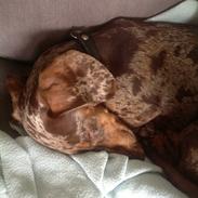 Gravhund Ritalina  fra kennel Teckel