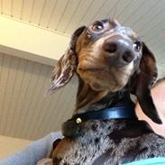 Gravhund Ritalina  fra kennel Teckel