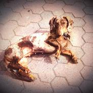 Gravhund Ritalina  fra kennel Teckel