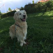 Golden retriever Baloo